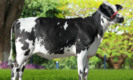 Ferramenta genômica seleciona bovinos leiteiros adaptáveis às diferenças climáticas do Brasil