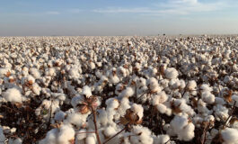 Altura do algodoeiro interfere na produtividade e na qualidade das fibras
