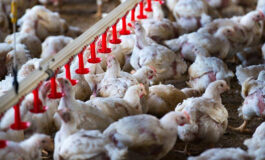 Enterite necrótica pode causar prejuízos de até US$ 2 bi à indústria avícola