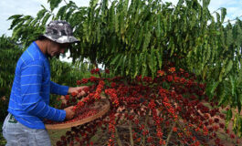 Faturamento bruto da cafeicultura de Minas Gerais foi estimado em R$ 34 bilhões e equivale a 54% do total das lavouras dos Cafés do Brasil em 2022