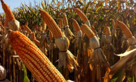 CEREJEIRAS: Mesmo com atraso no plantio e chuva na colheita, safra de milho poderá chegar a 14 milhões de sacas na região