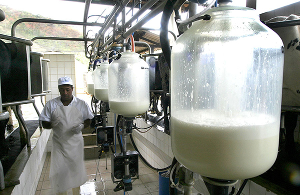 Custo de produção de leite aumenta 62% em dois anos e especialistas explicam as razões